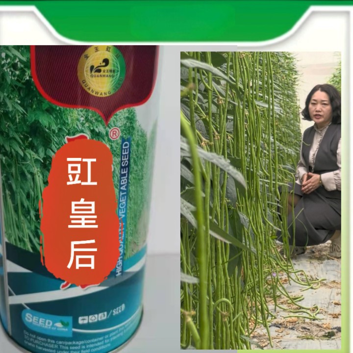 豇皇后  400g 优质高产、条长肉厚、荚翠绿、无鼠尾