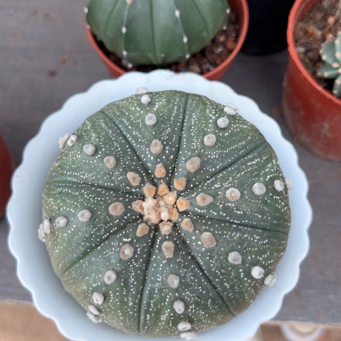 用***6零零落落。 零零落落