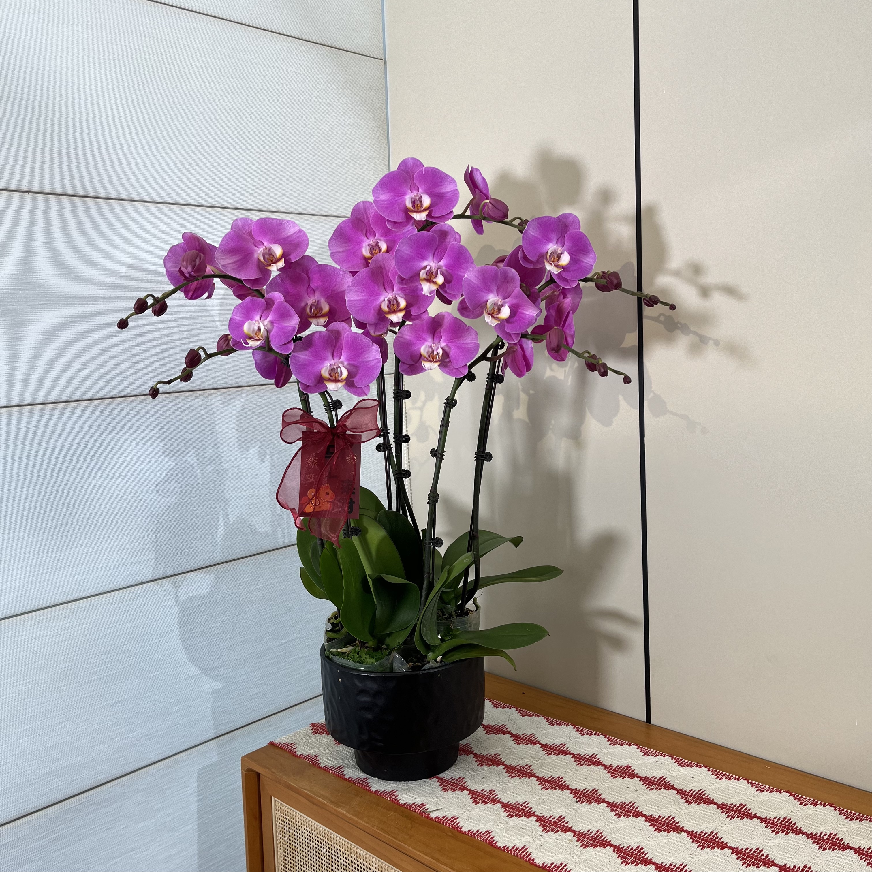 【梦幻女郎】粉紫色高个子气质大花蝴蝶兰 室内客厅送人送礼花卉