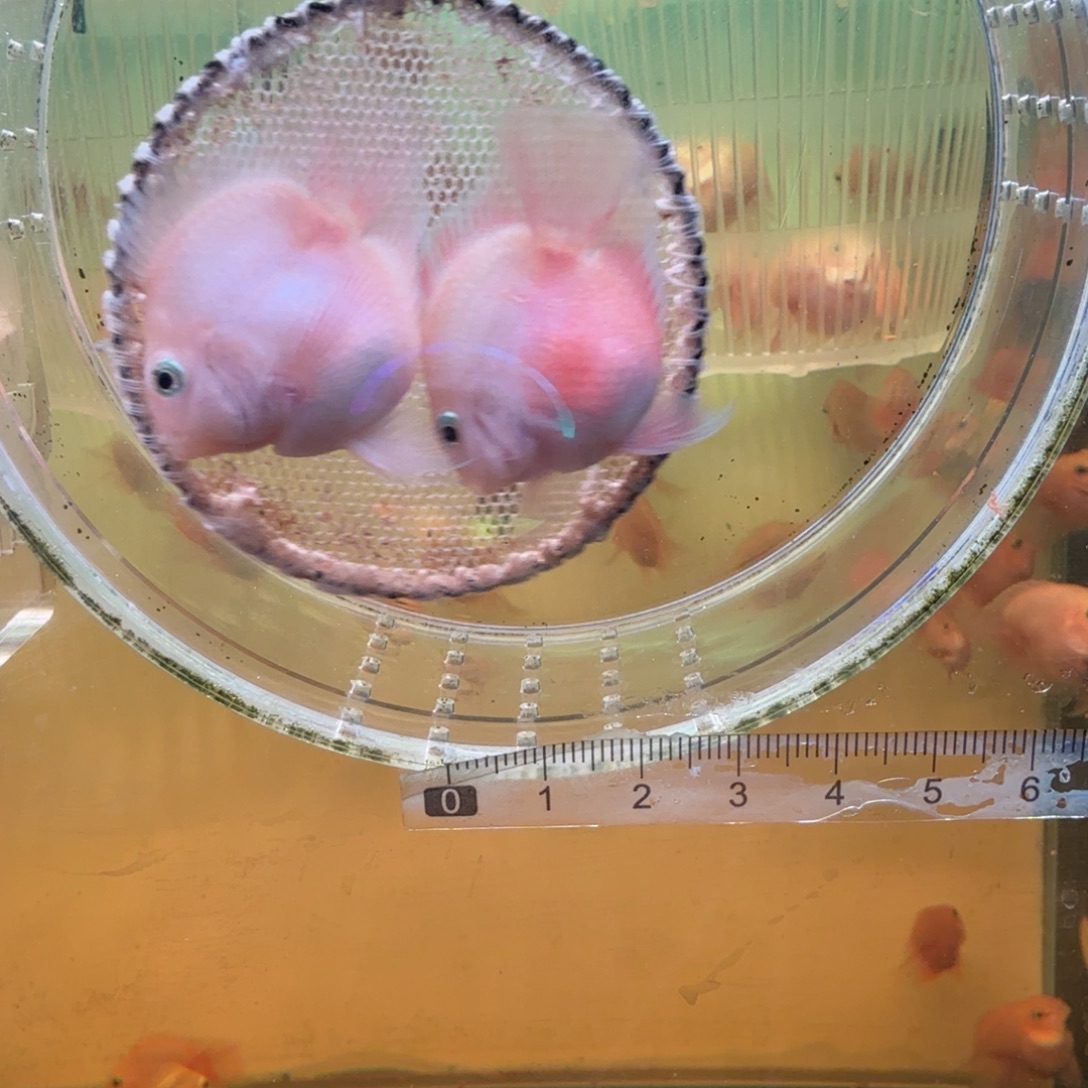 鹦鹉鱼胭脂粉一对