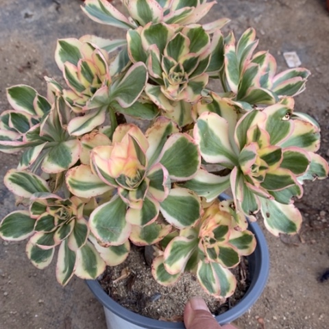 86燕姿锦满25包邮多肉