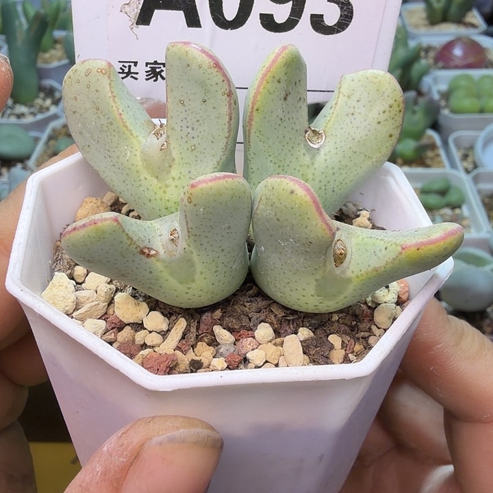 093。满38包邮肉锥