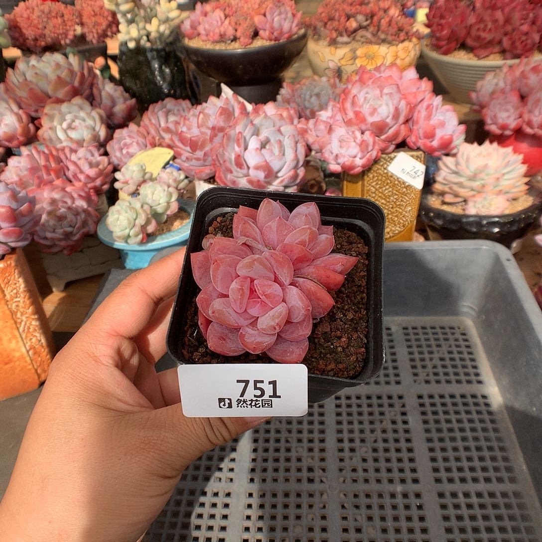 7541雪天使多肉植物一物一拍