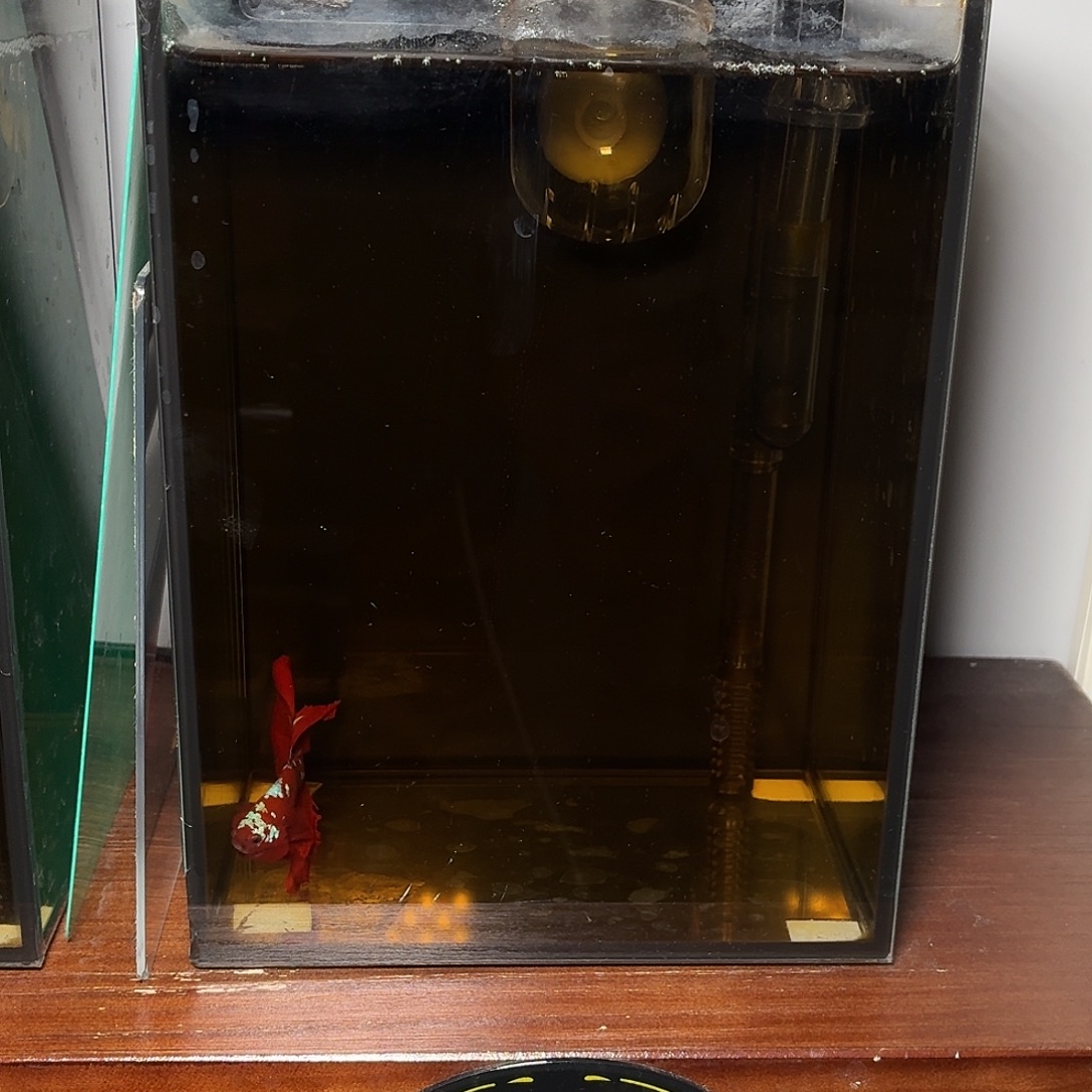 斗鱼彩金半月公鱼