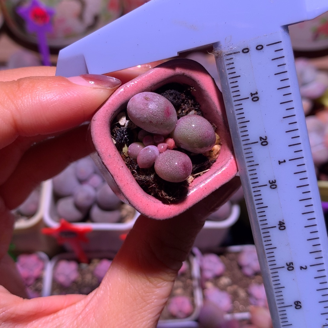 锦纹米可奶 不凑满28元发一片叶 不售后 到付