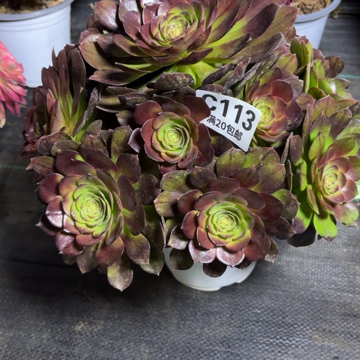 瑞妈一物一拍113。