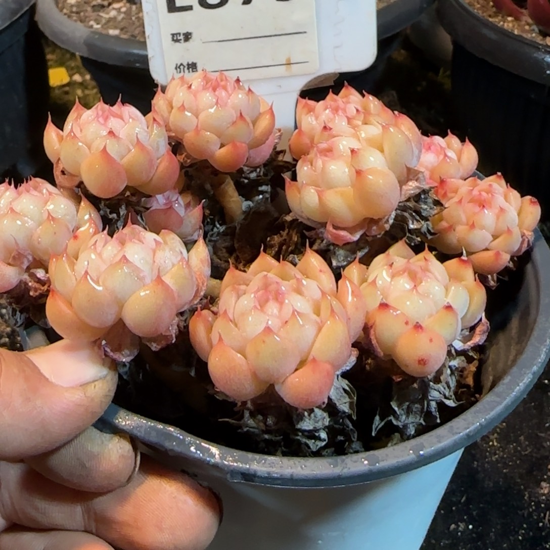 女王系列一物一拍包装收缩花旱875