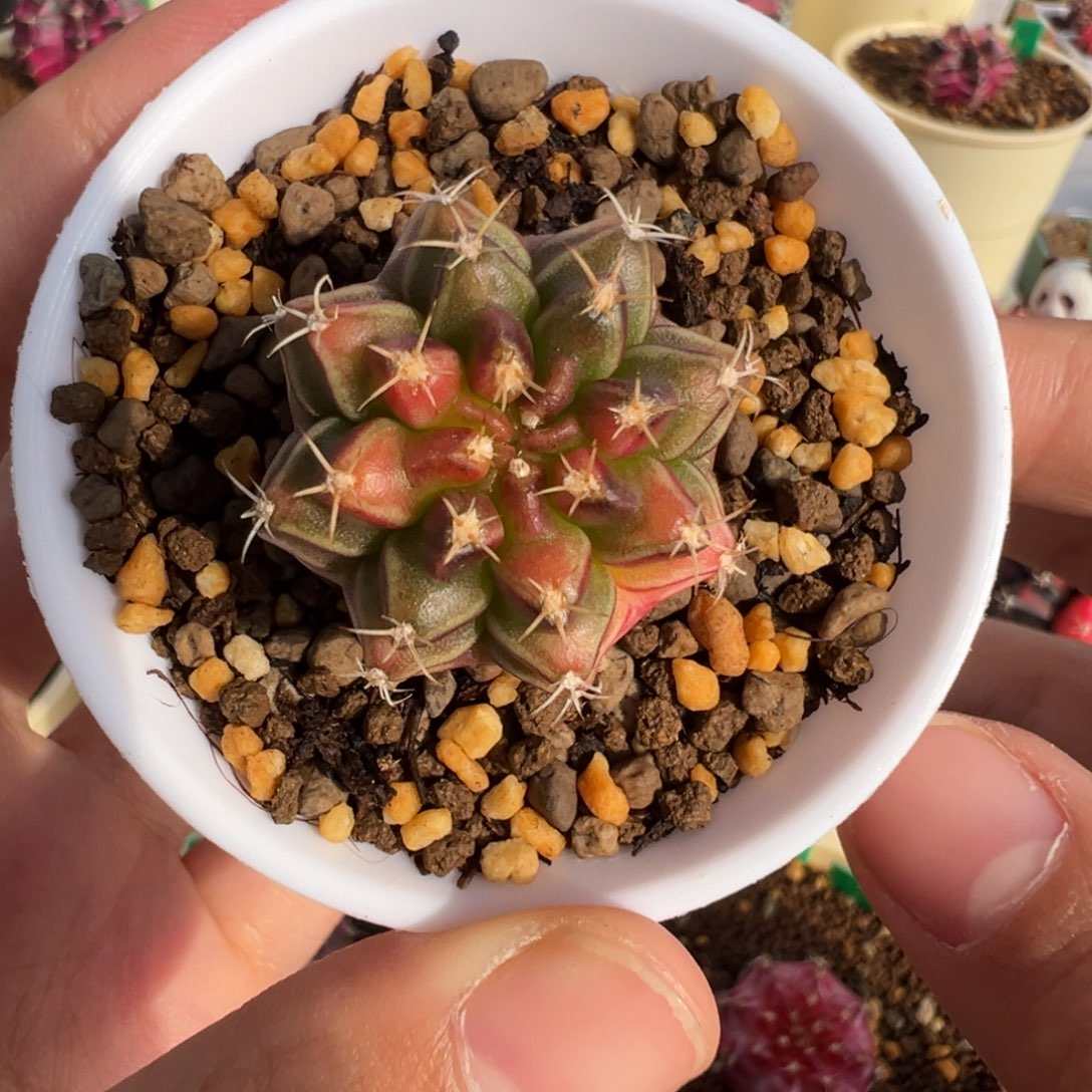 11 好看的米哈冲冲冲