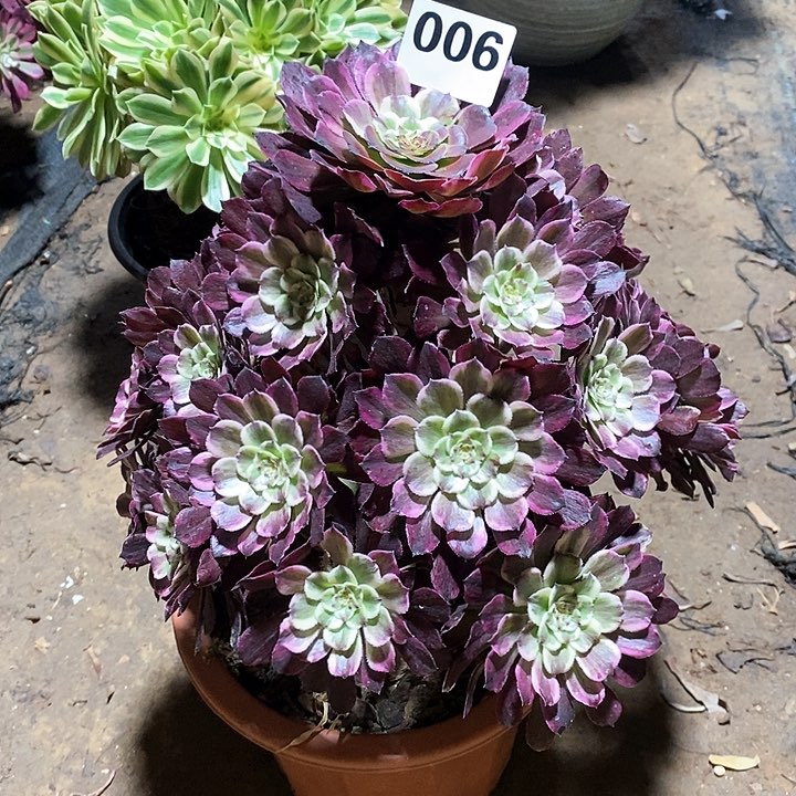 一物一拍法师006