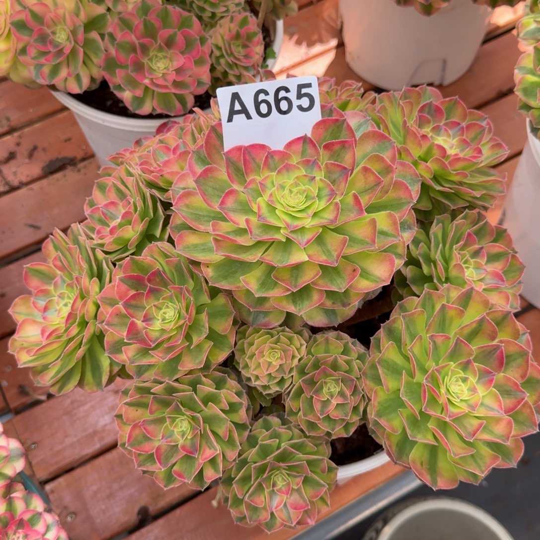 665多肉植物雨荷法师