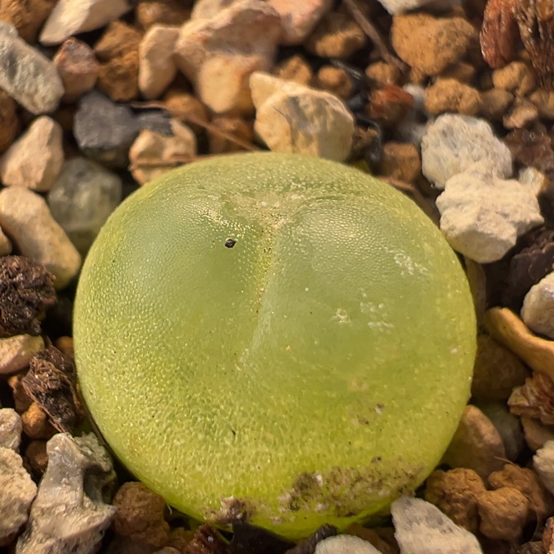 60多肉植物百科知识