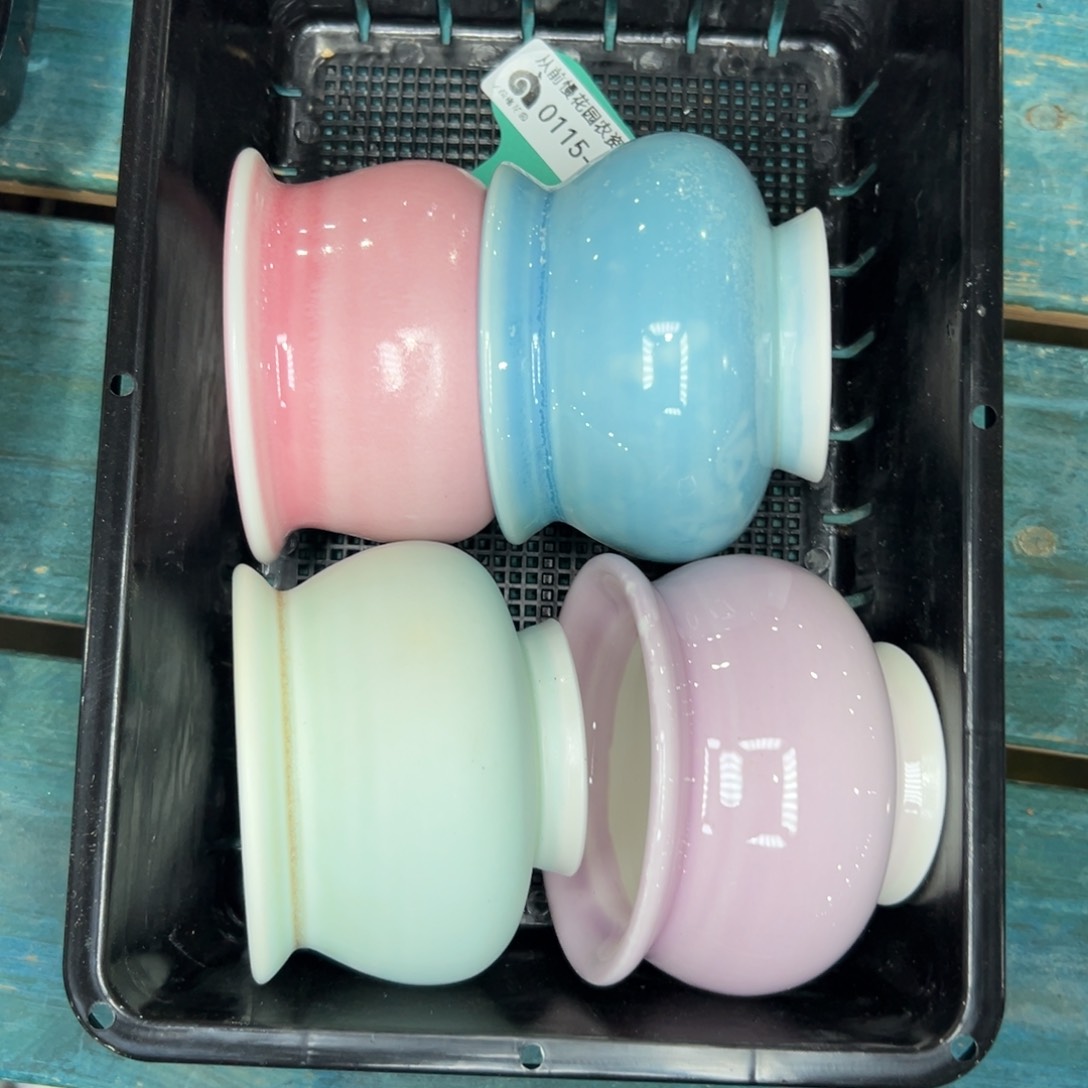 多肉精选编号0115.238