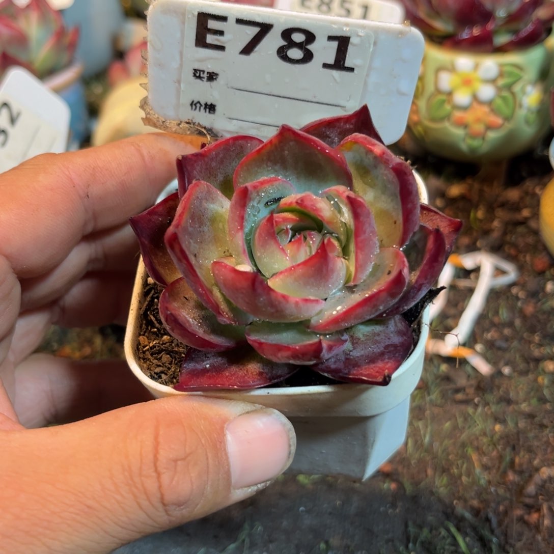 惊鸿一瞥781号多肉