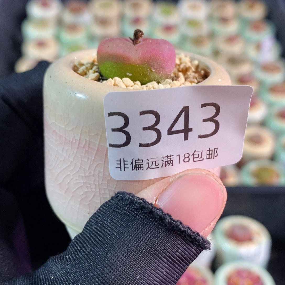 3343-一物一拍 带盆 