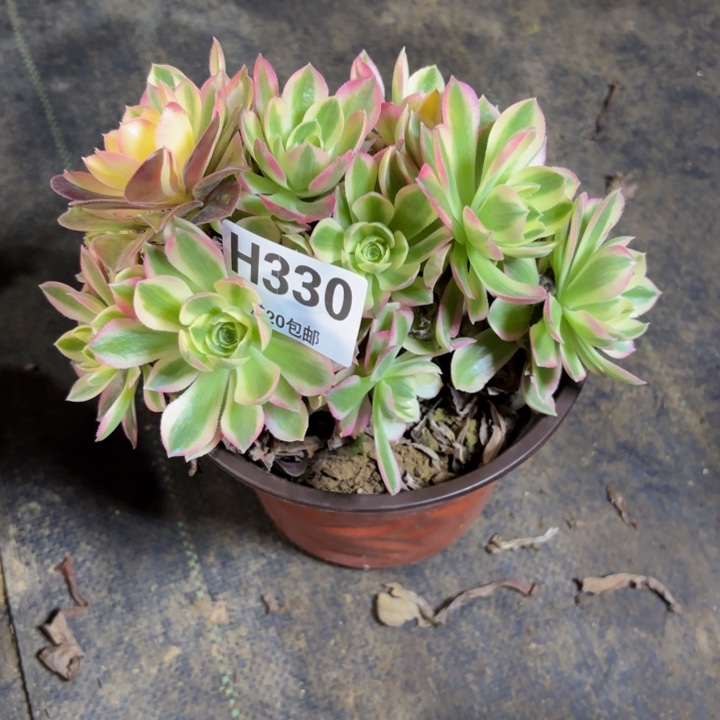 瑞妈，，，，。。330粉水晶，不售后，有断，