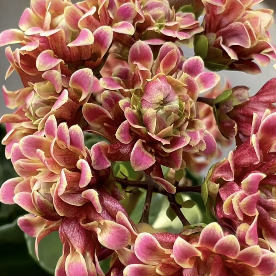 仲夏夜之梦110盆重瓣宫灯长寿花处理苗不售后