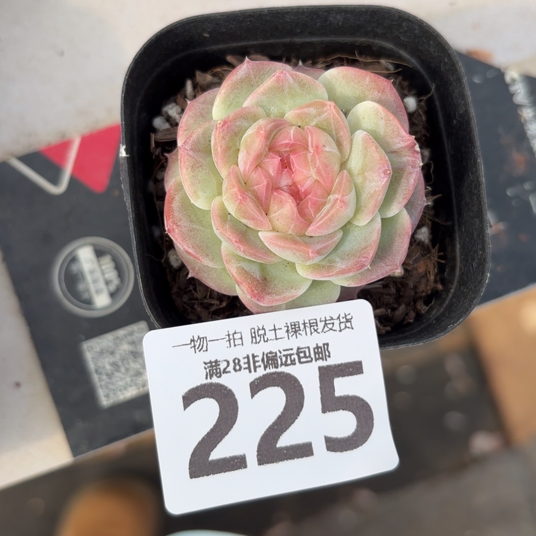 蜜桃柚无盆土发货