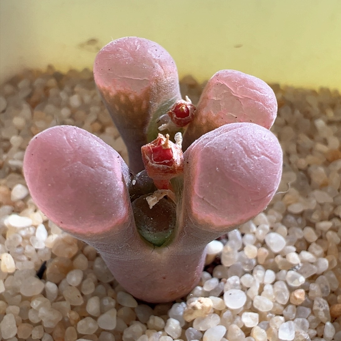 874。青蛙se肯哈德双头母本