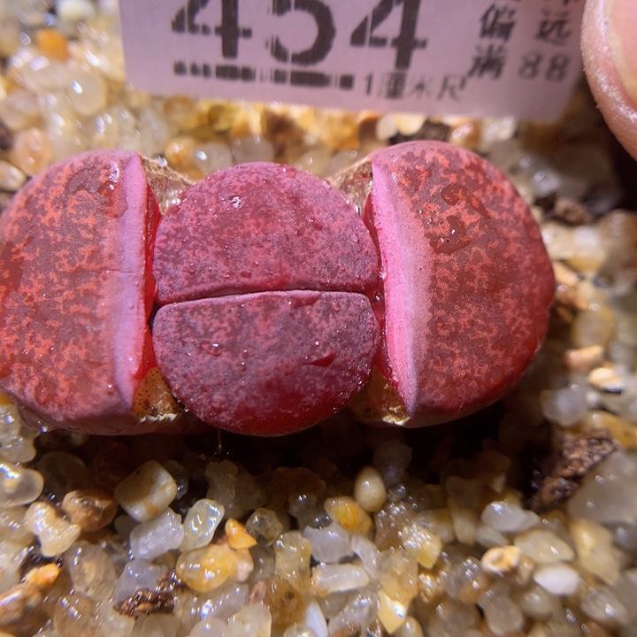 精品生石花311.454