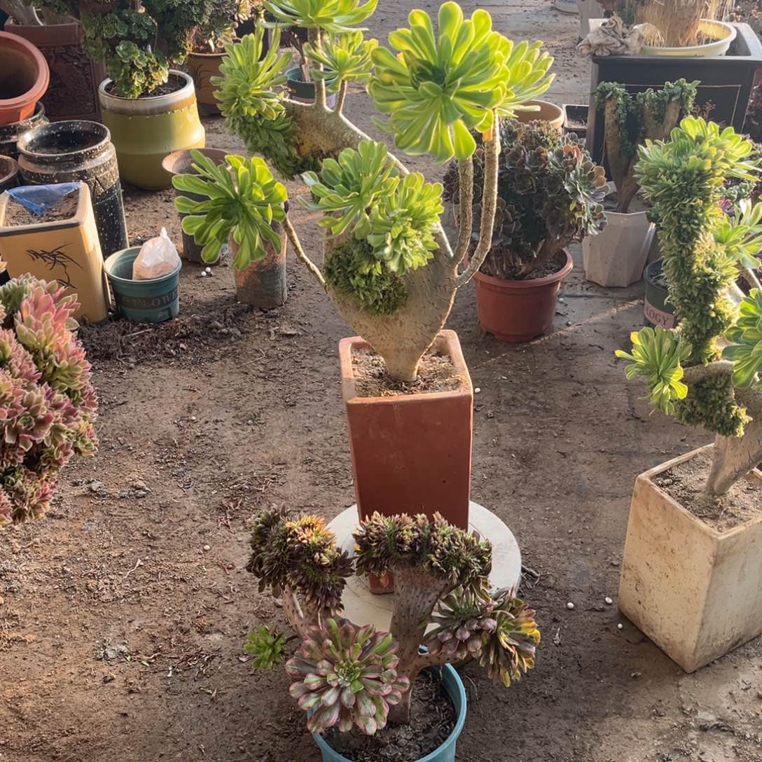 精品法师一物一拍