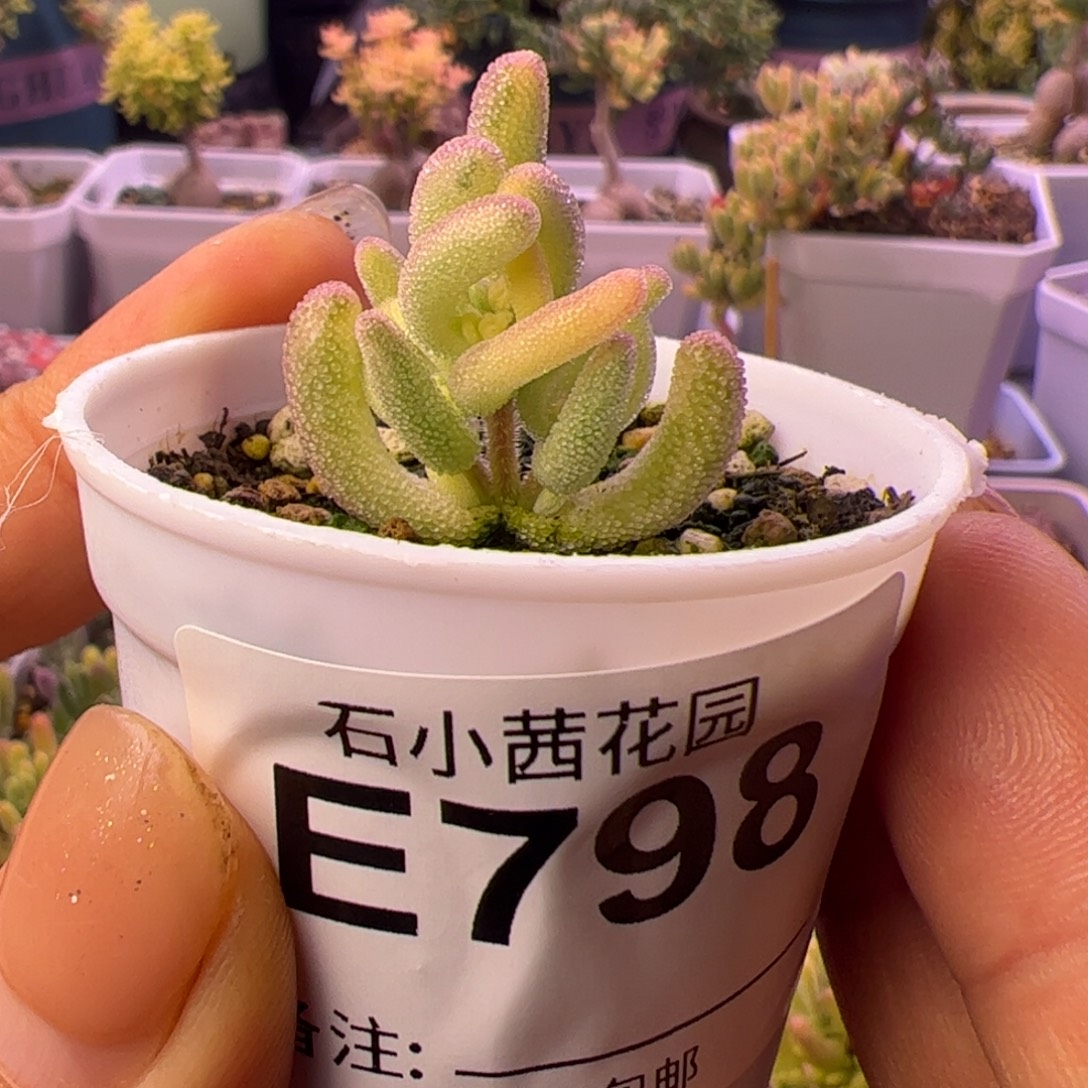 九***798多肉植物枝干紫闪双色带黄头