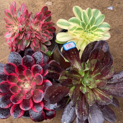 185多肉植物组合