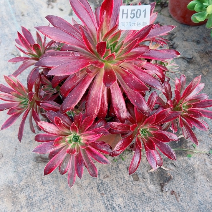 501惊鸿多肉植物