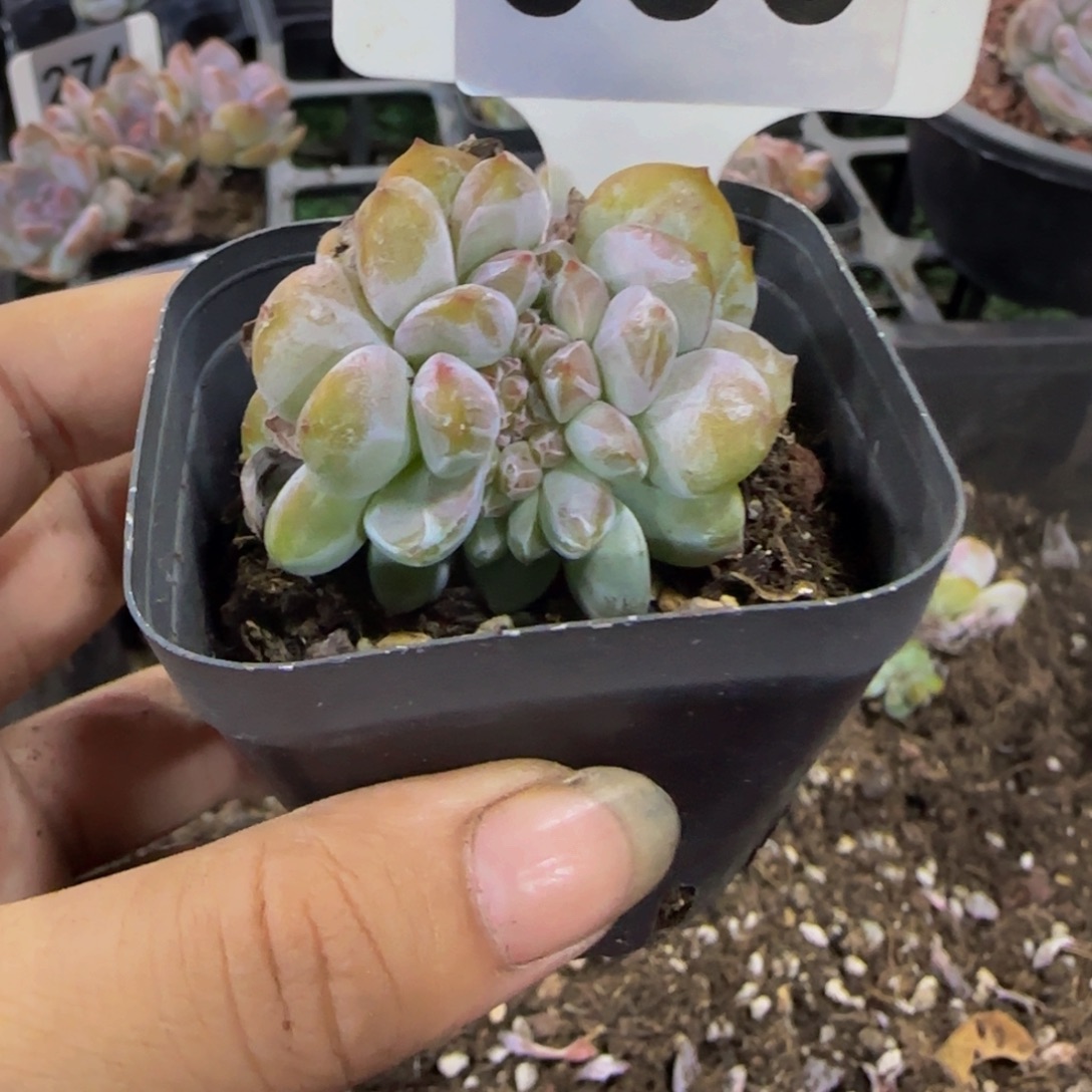 D***u030 号一物一拍特价福利