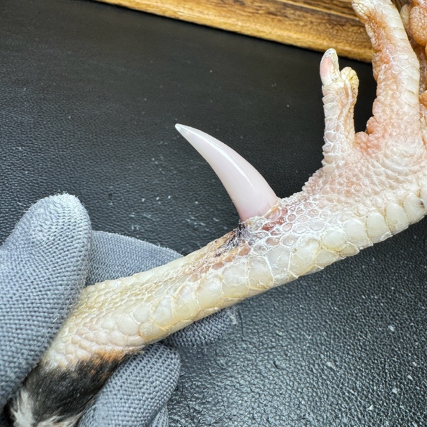 文玩鸡爪骨手把件（单只 处理好十天左右发货）