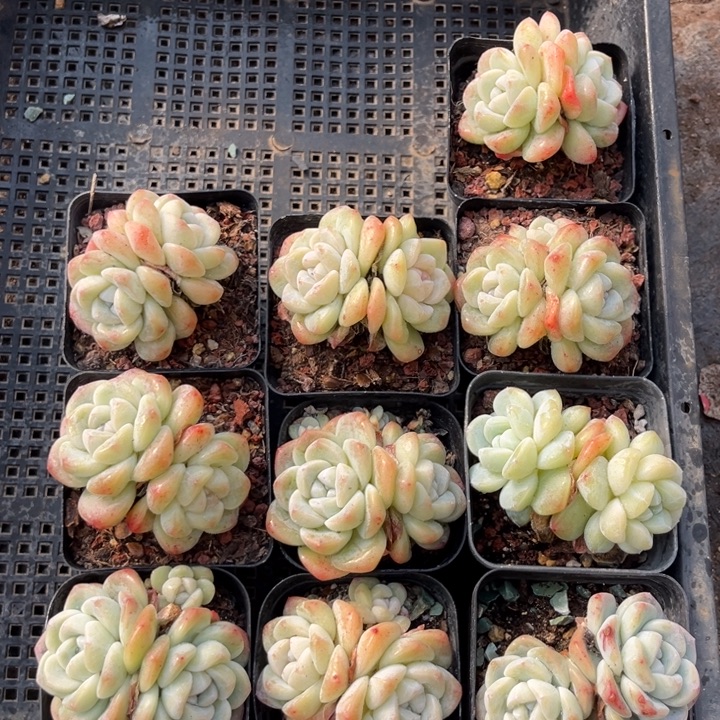 冰玉多肉七方盆一组10个13号