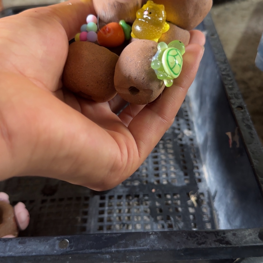 多肉，植物，花盆，花盆，花盆