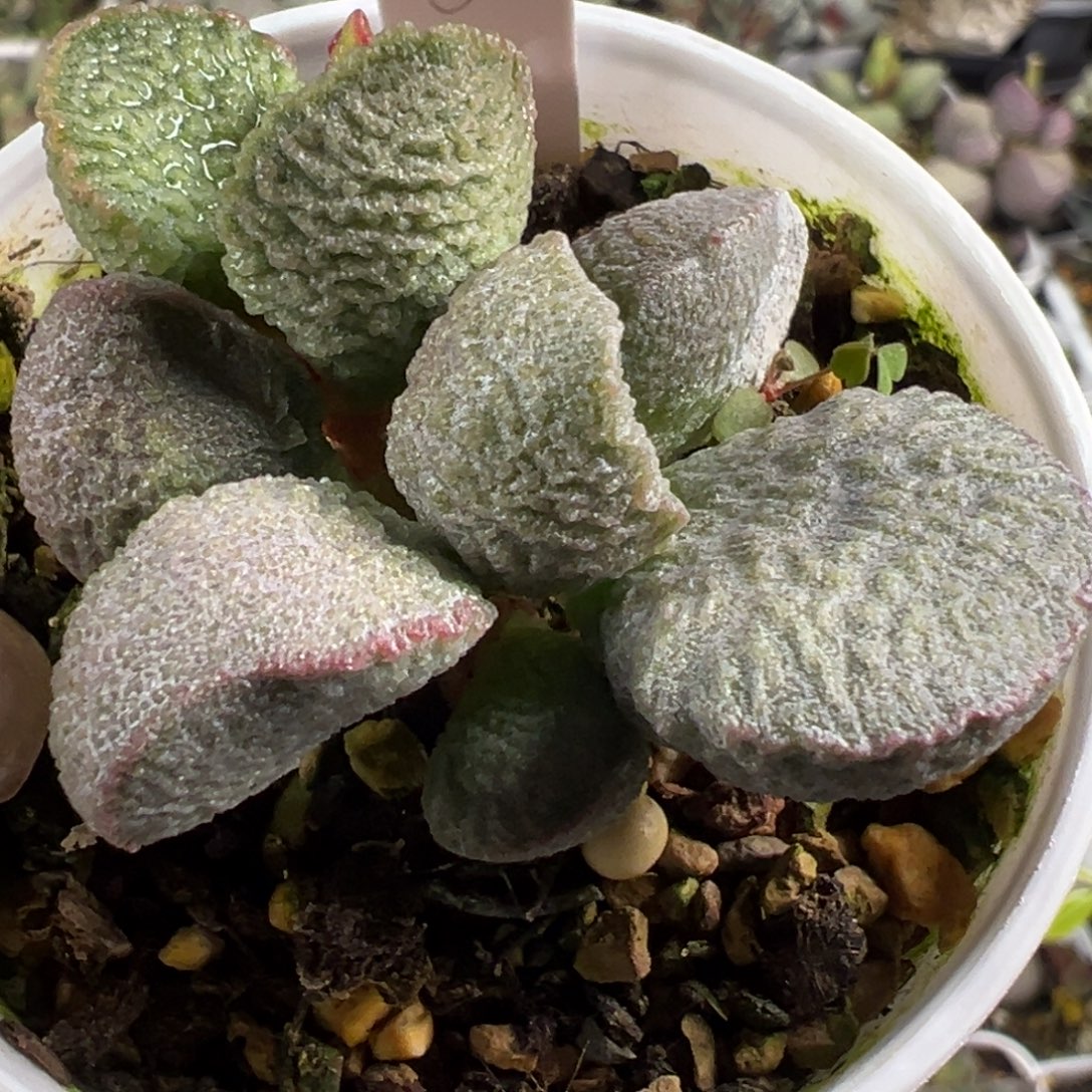 167磨砂缠绕纹实生新品