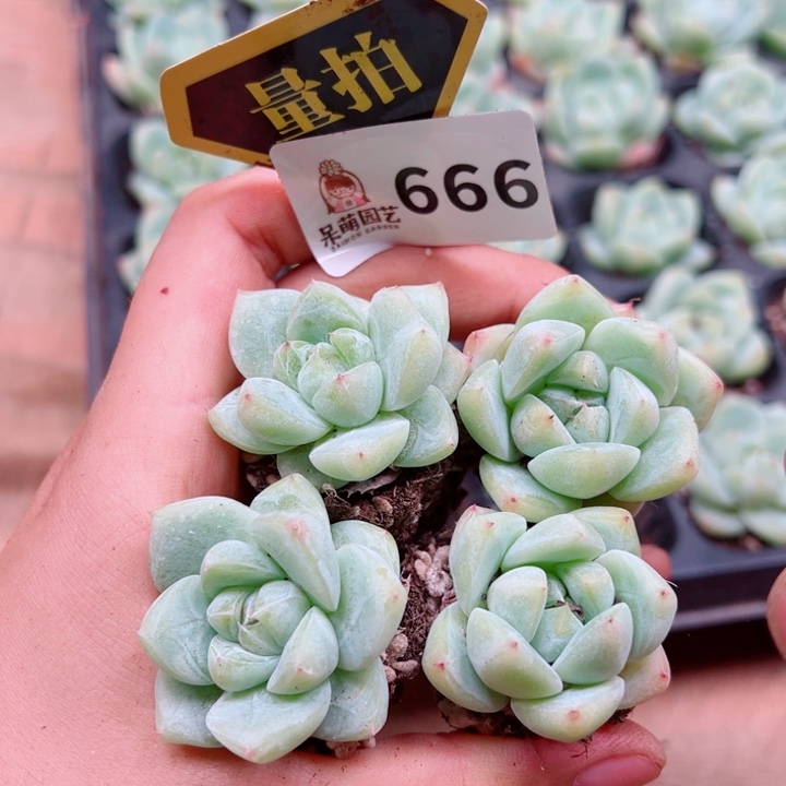 多肉植物多肉植物