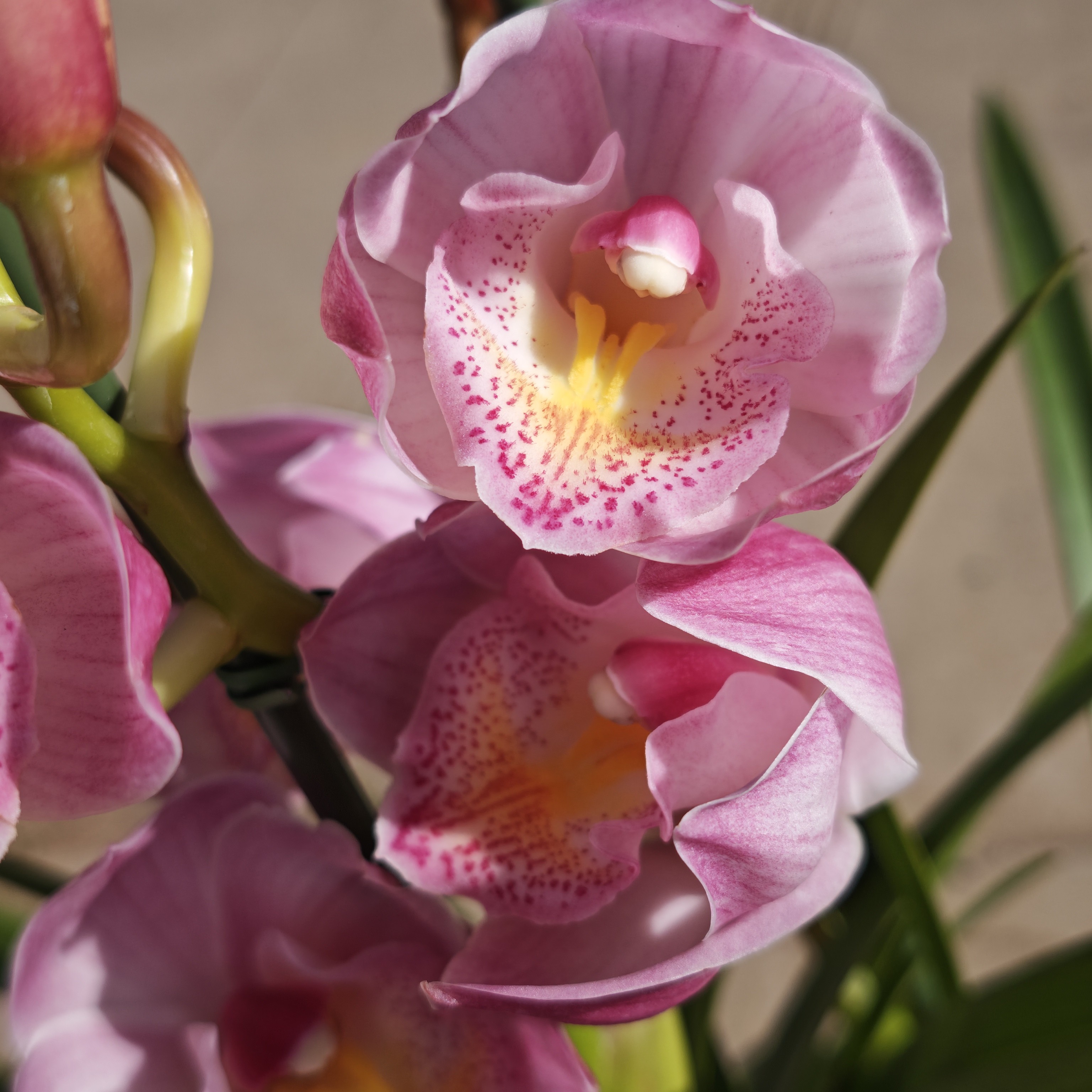 211（粉色大花蕙兰！盆坏！已发货不退款拒收不售后）