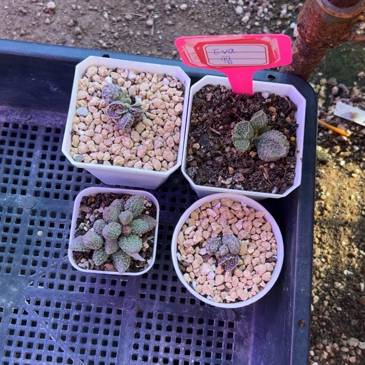 E***a            全部清。   