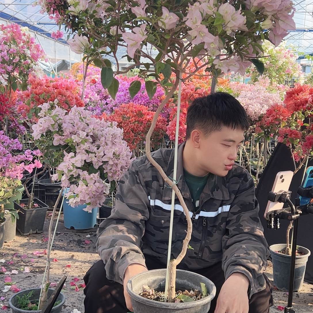 j***6大部分花苞少量开放B3丽娜