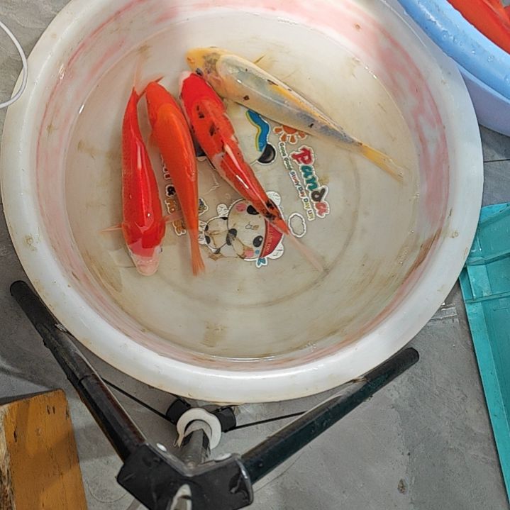 海水鱼锦鲤红白三色芥子