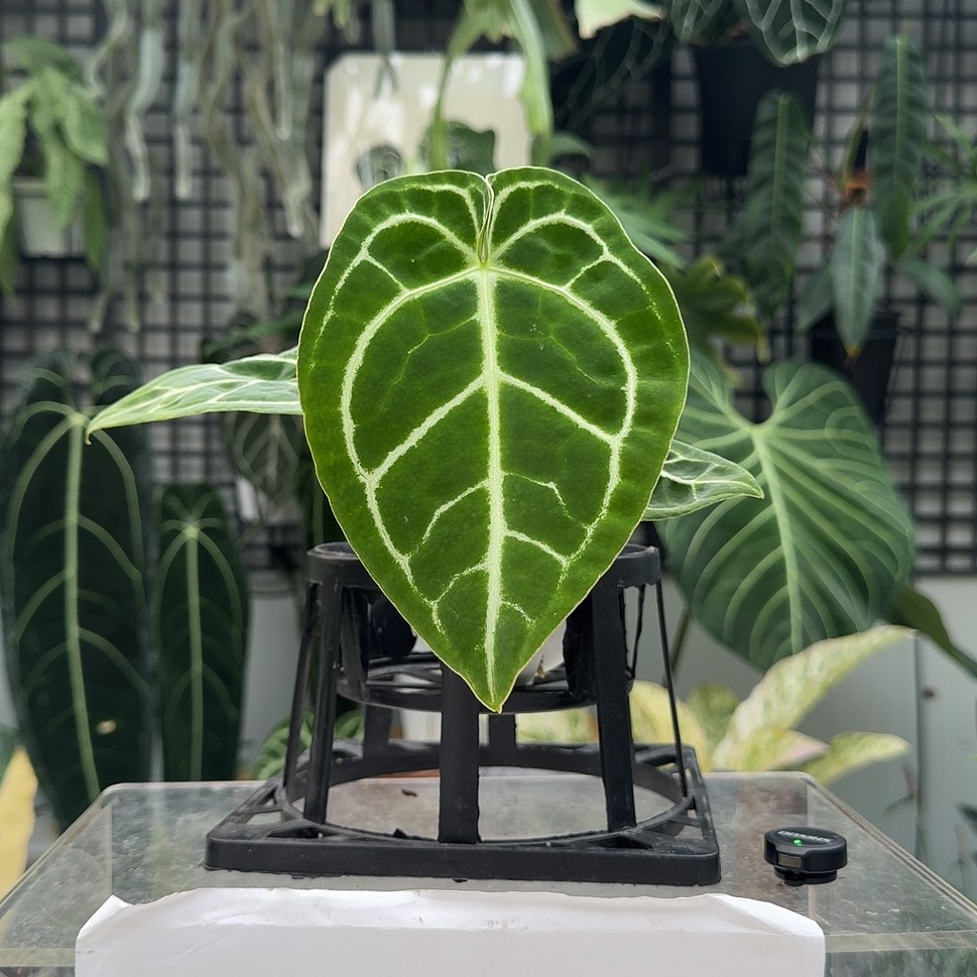 完全开放O30细脉水晶杂撕裂纹