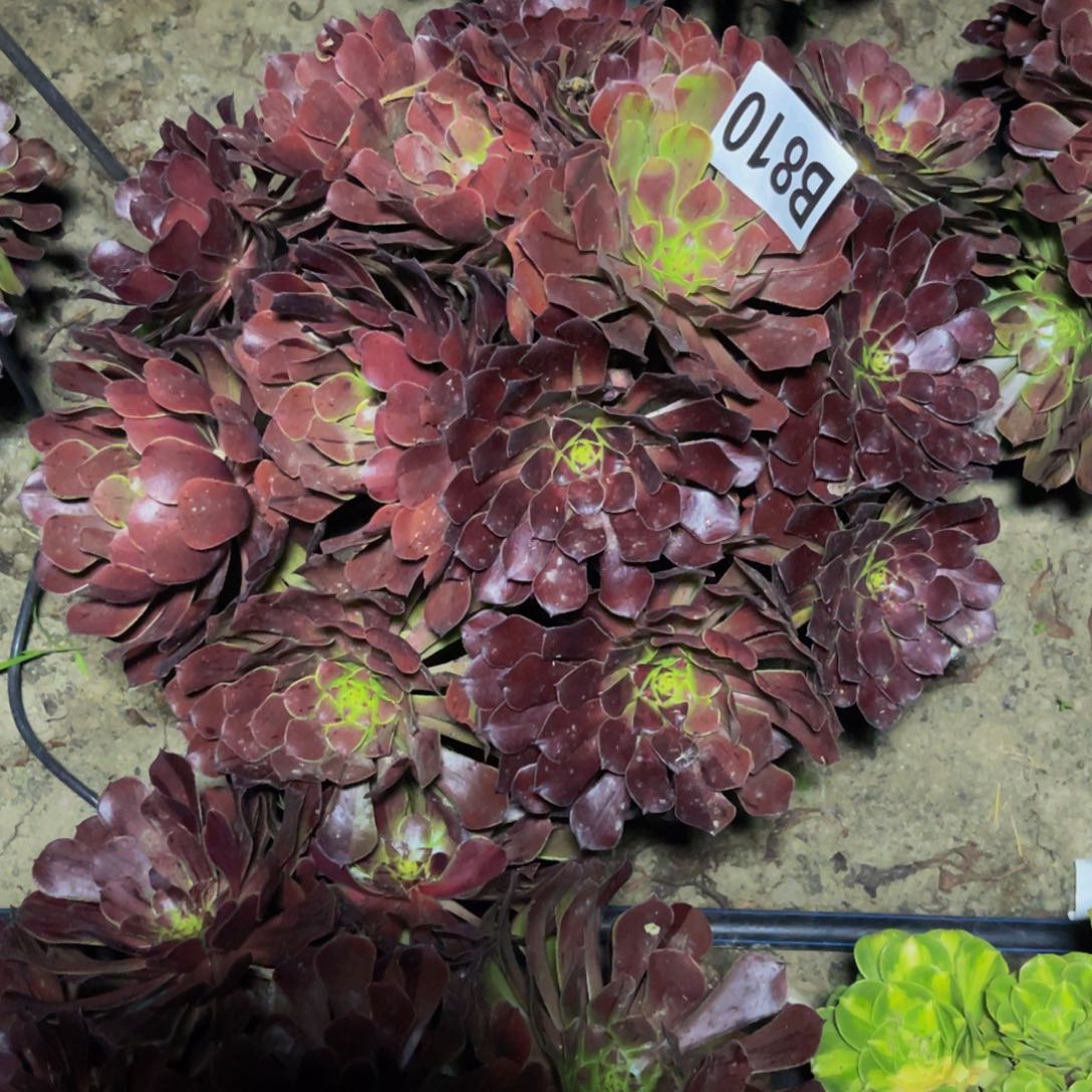 墨铜法师26////50包邮