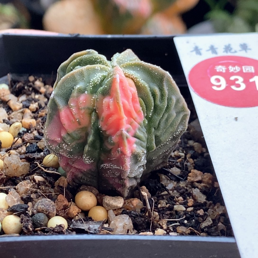 实生银沙核桃鸾凤玉锦2.9cm