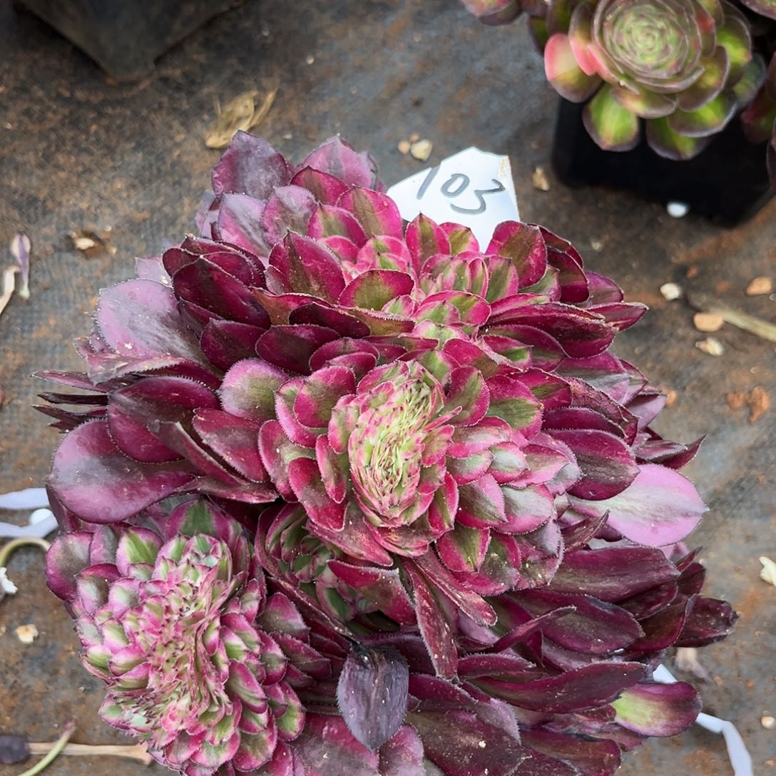 103红筒缀多肉植物无根