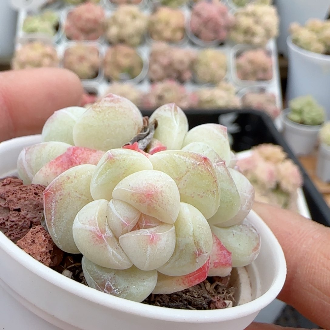 【闪购商品】0204-39