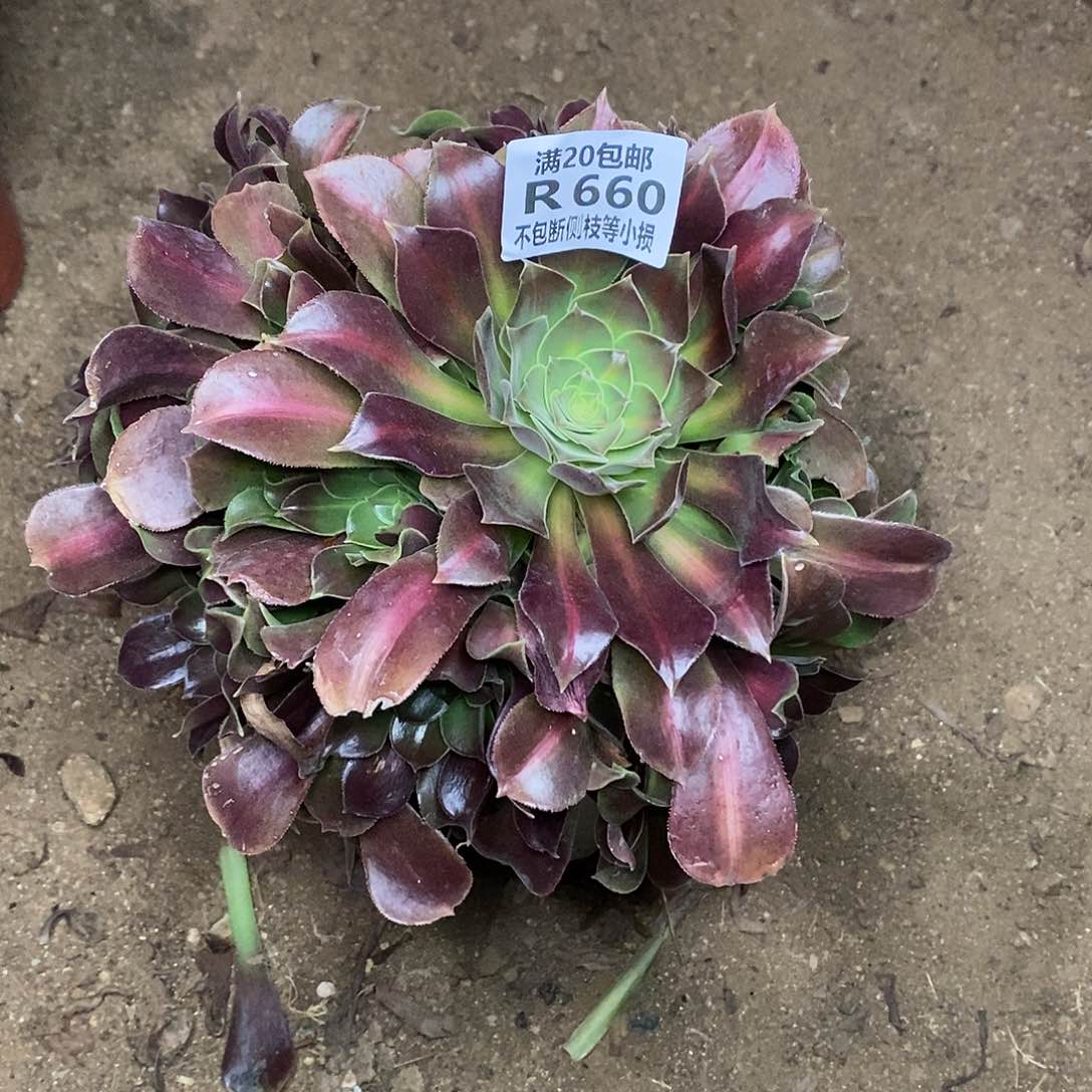 660女巫中斑锦多肉