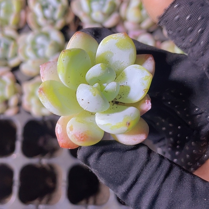 29精品冷香2颗一组