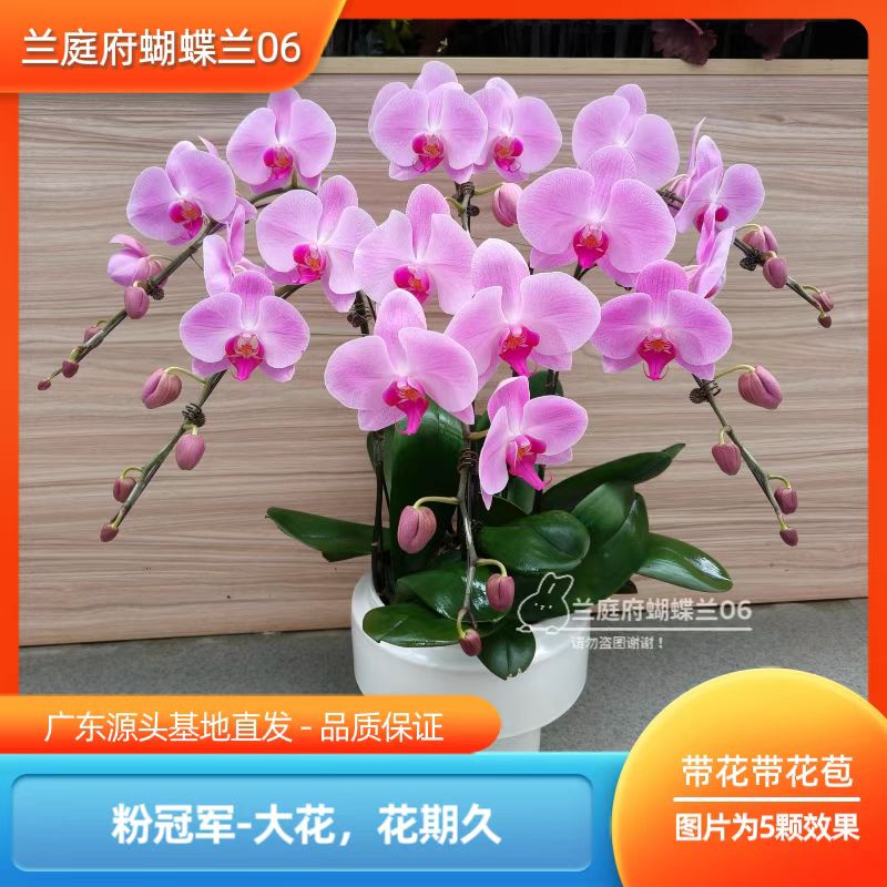 【粉冠军06】3.0寸老苗大杯天然蝴蝶兰 轻奢高级室内礼品