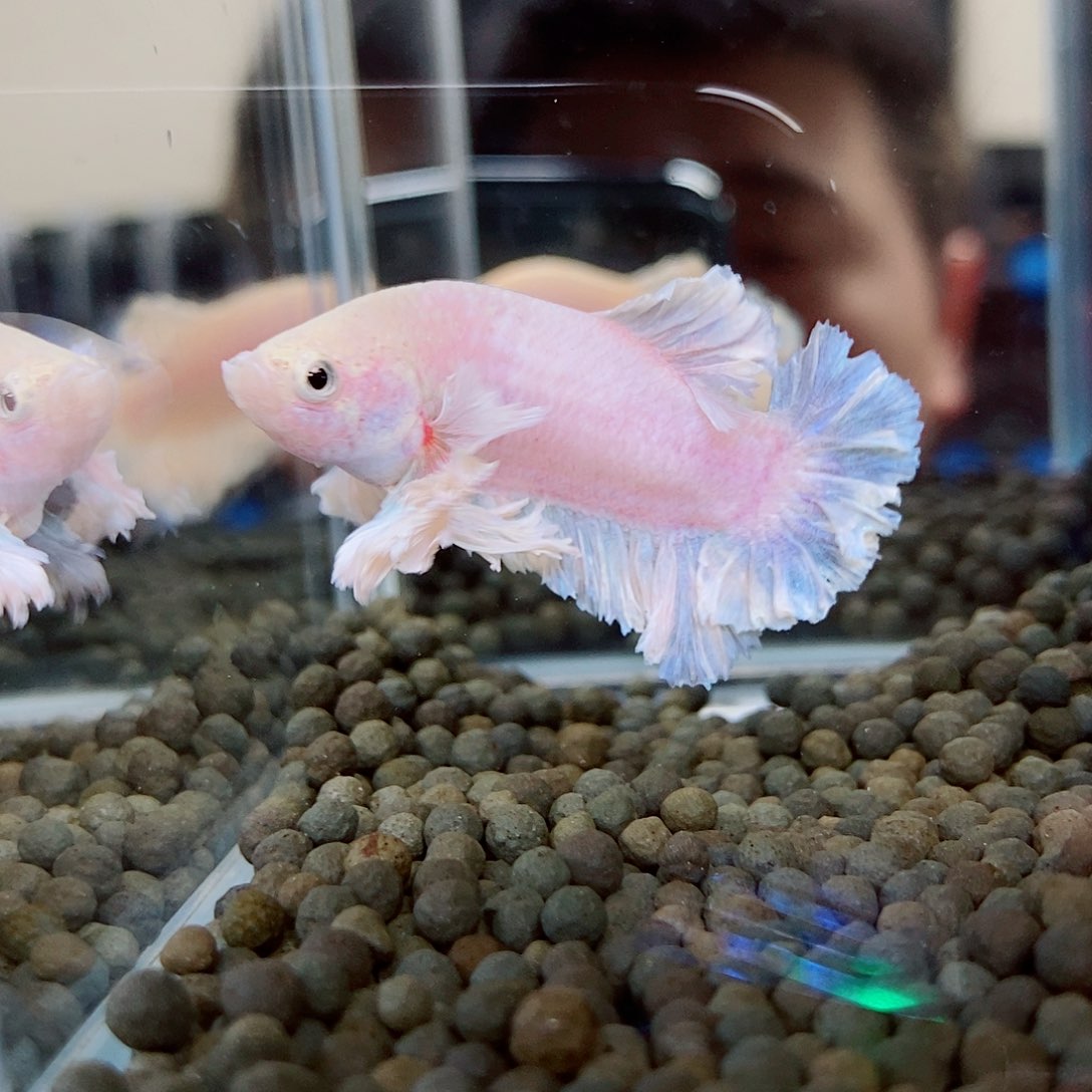 斗鱼黑315号绣球将军