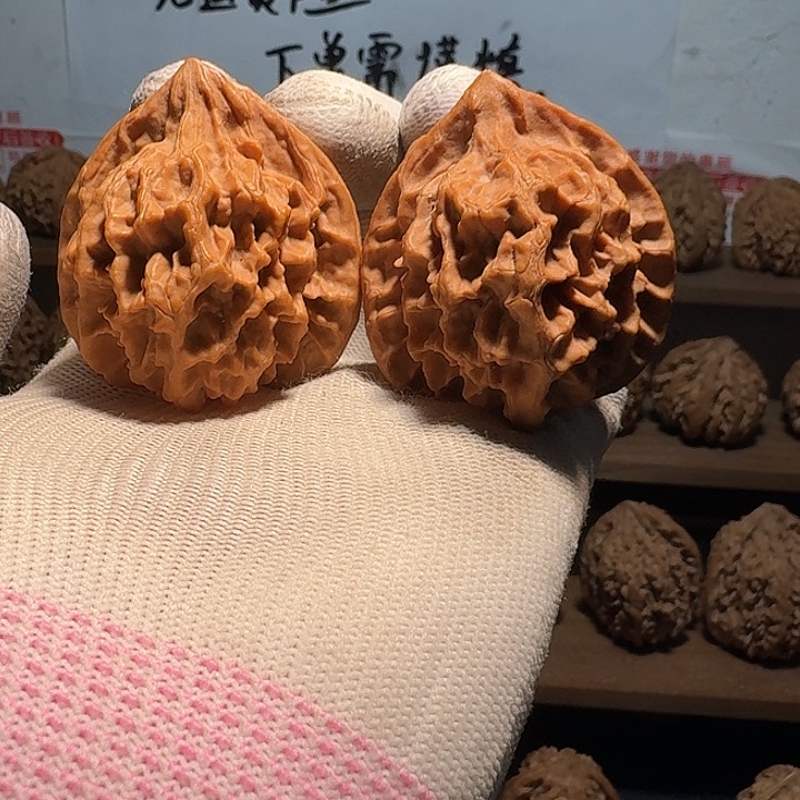 真***赞秦岭野生帝王官帽