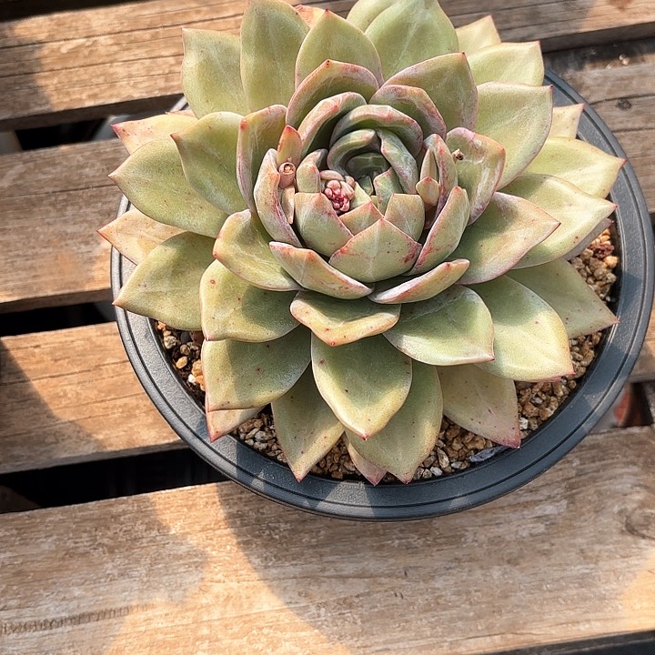 多肉植物，德国香槟