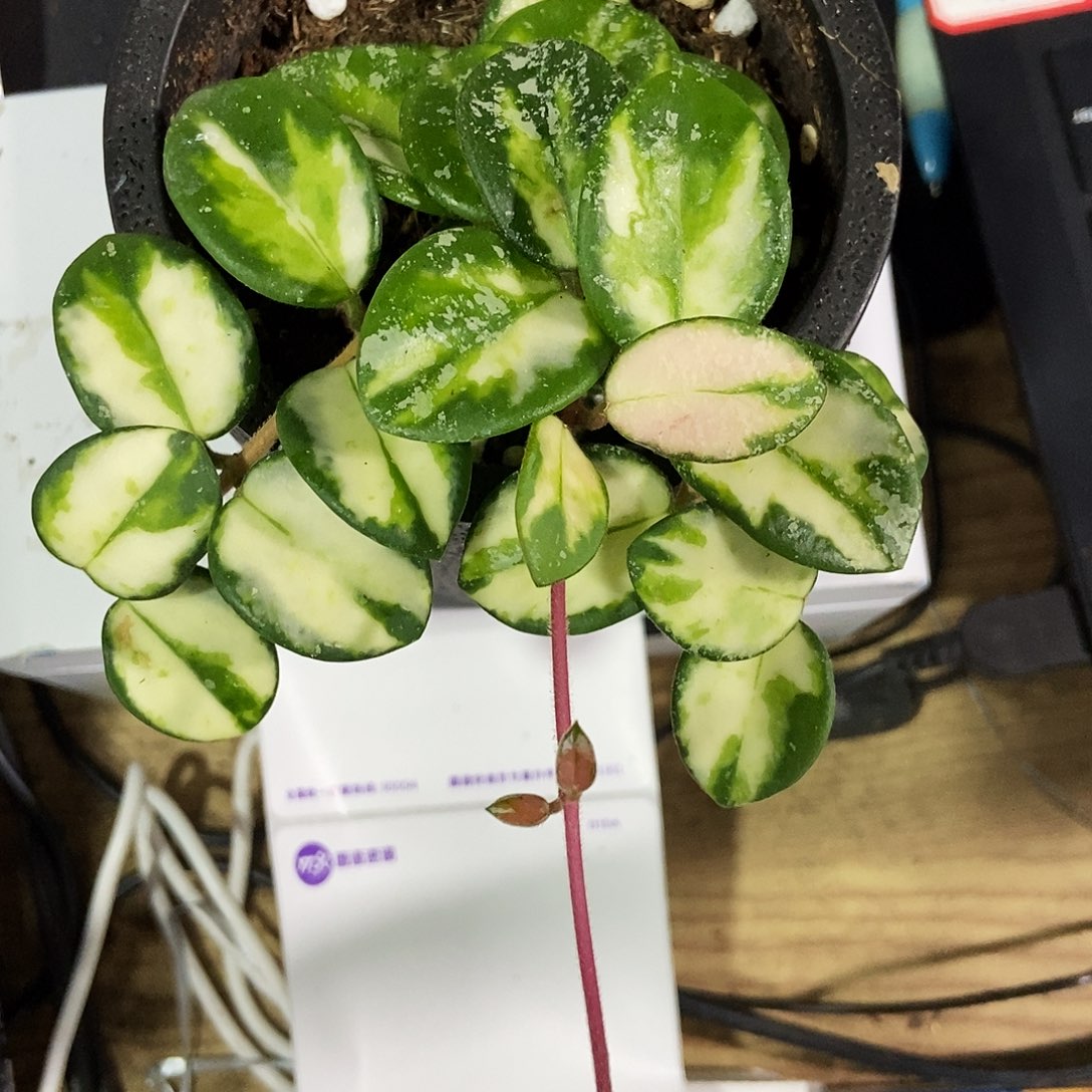 安****完全开放高斑杂匍内锦