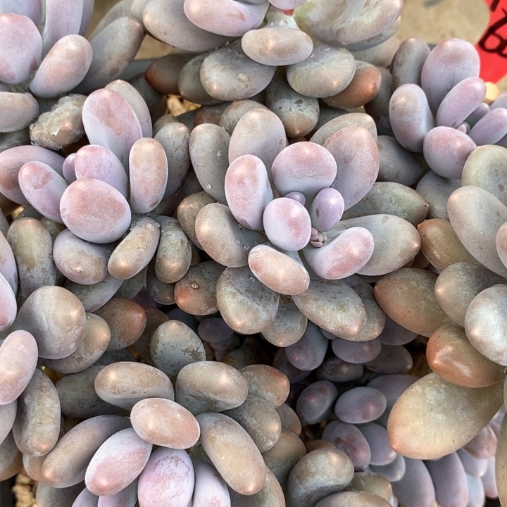 沫**我是真的很喜欢